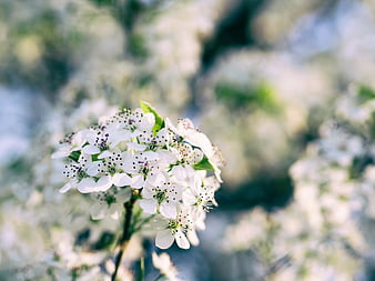 Close-up of white spring blossoms with blurred background
