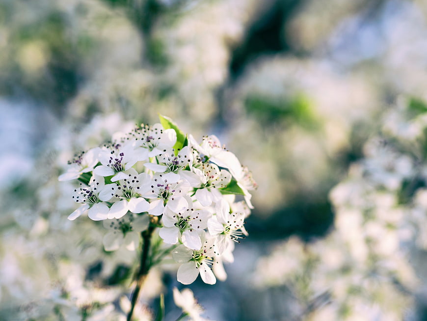 Close-up of white spring blossoms with blurred background