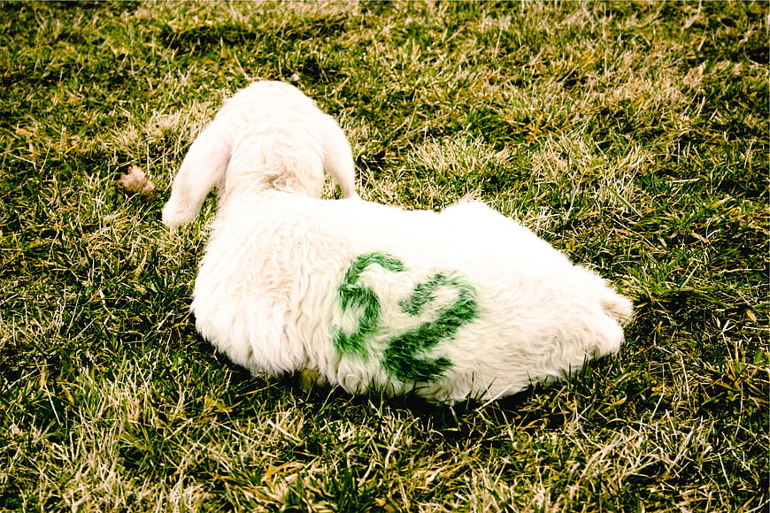 White lamb with green number 22 on grass