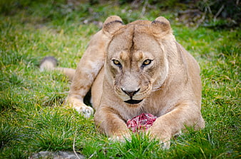 Lioness Eating Raw Meat on Green Grass