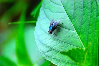 Close-up of a Blue Bottle Fly on a Green Leaf
