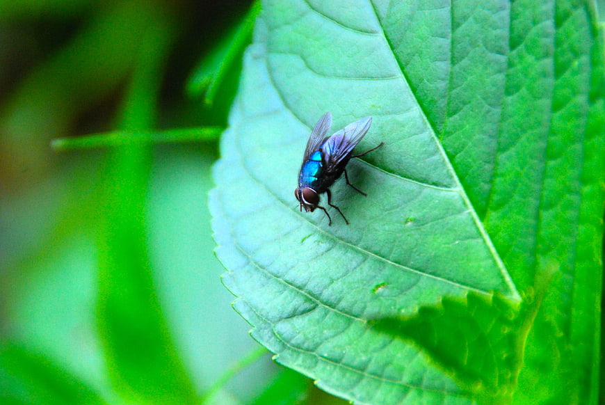 Close-up of a Blue Bottle Fly on a Green Leaf