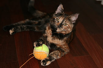 Tortoiseshell Cat Playing with Tennis Ball Toy
