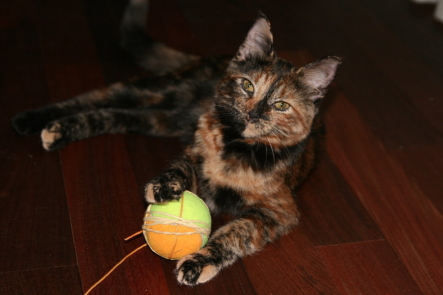 Tortoiseshell Cat Playing with Tennis Ball Toy
