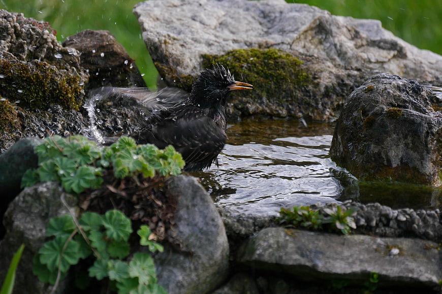 Wet blackbird splashing in a rocky garden bird bath
