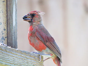 Young Northern Cardinal Perched on Wooden Bird Feeder