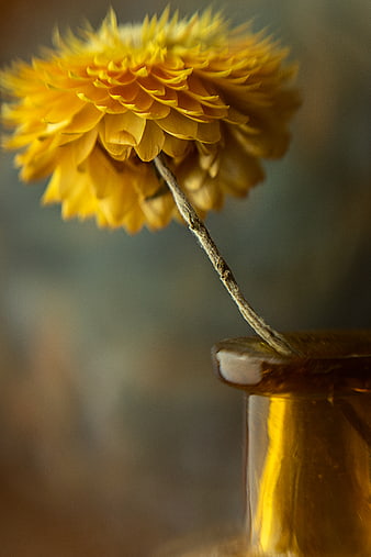 Close-up of yellow strawflower in amber glass vase