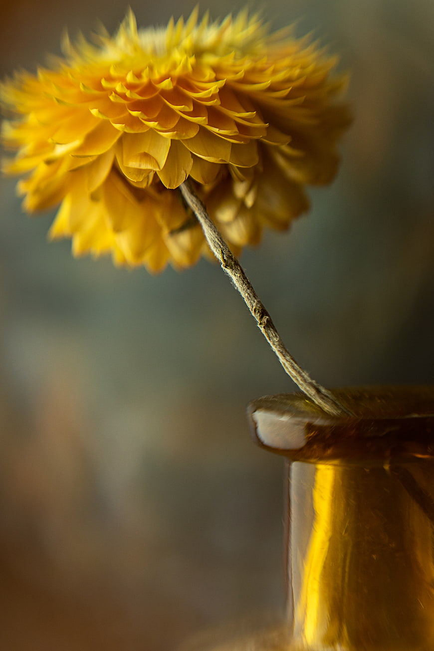 Close-up of yellow strawflower in amber glass vase