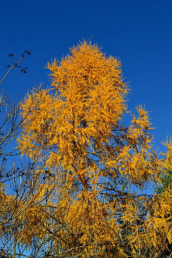 Golden Larch Tree Against Deep Blue Sky in Autumn