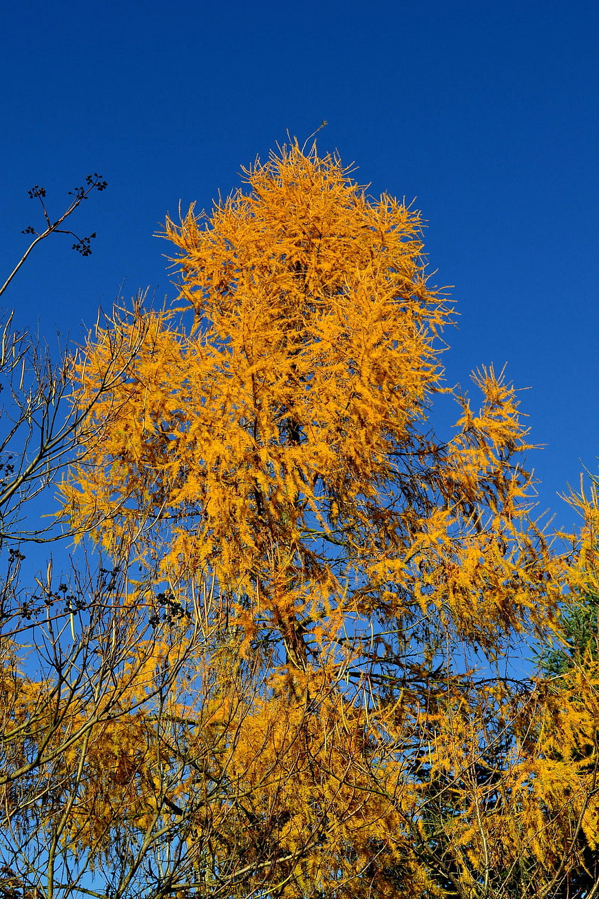 Golden Larch Tree Against Deep Blue Sky in Autumn