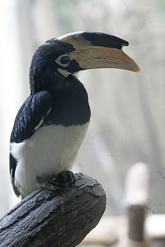 Malabar Pied Hornbill Perched on Branch