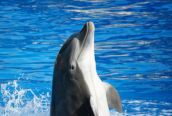 Bottlenose Dolphin Emerging From Blue Water