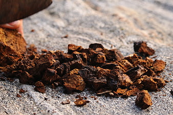 Chaga mushroom chunks on stone surface with hand holding piece