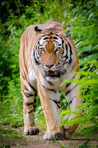 Majestic Tiger Walking Through Green Forest Undergrowth