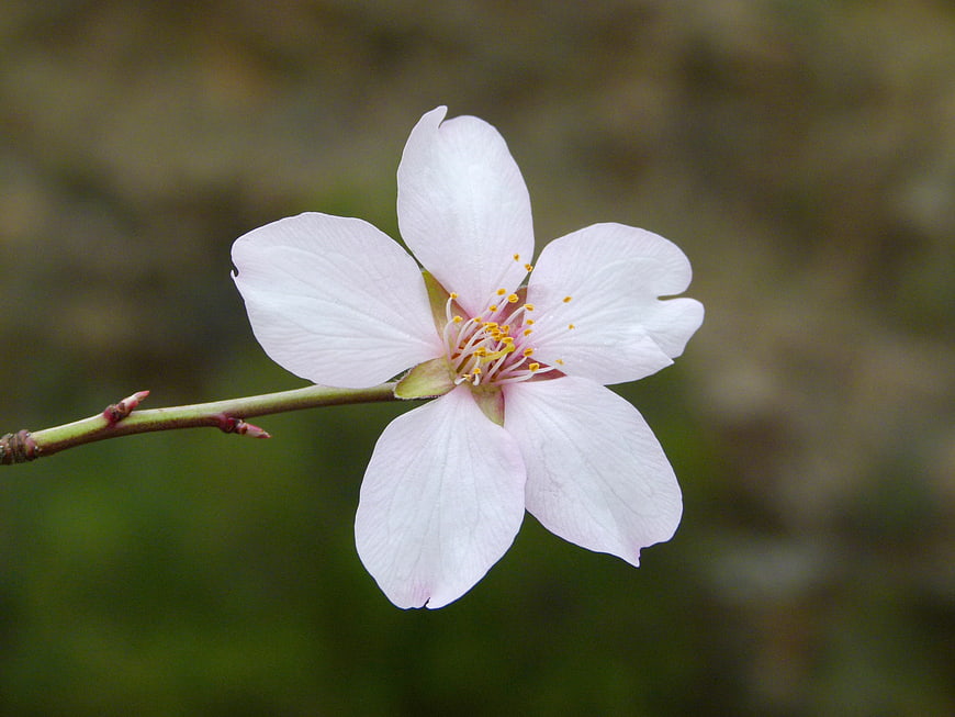 Close-up of a single white almond blossom on a branch