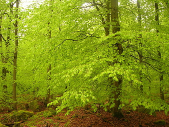Vibrant Green Beech Forest in Springtime