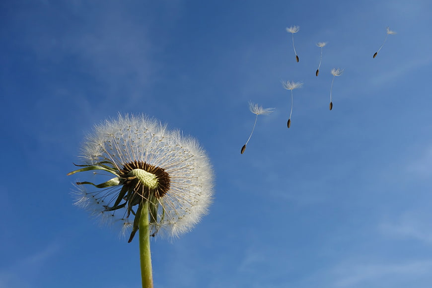 Dandelion seeds blowing in wind against blue sky