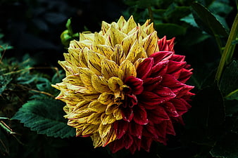 Close-up of a bi-color yellow and red dahlia flower