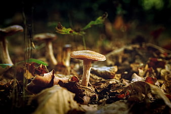 Close-up of wild mushroom in autumn forest