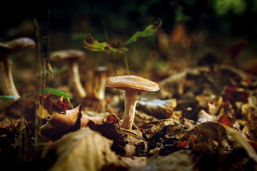 Close-up of wild mushroom in autumn forest