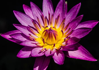 Vibrant Purple Water Lily Close-Up on Black Background
