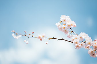 Cherry Blossom Branch Against Blue Sky