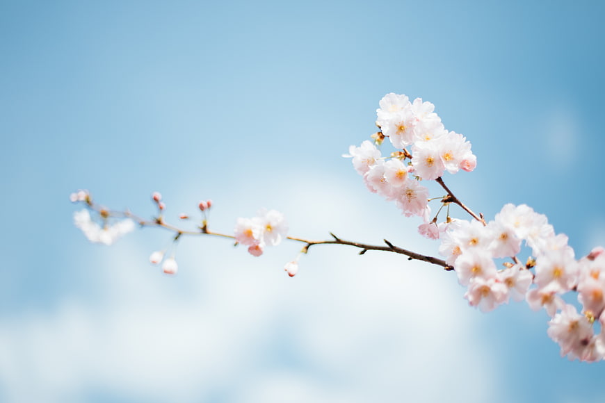 Cherry Blossom Branch Against Blue Sky