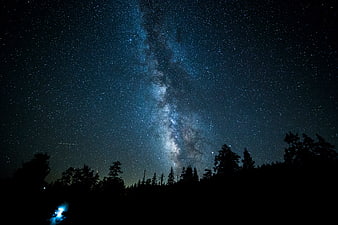 Milky Way Galaxy Over Silhouetted Pine Forest at Night