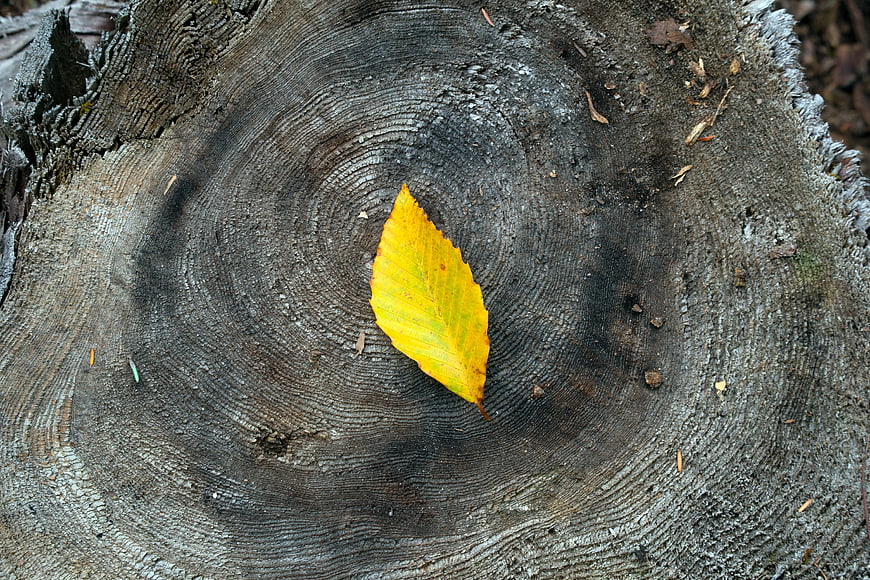 Yellow Autumn Leaf on Weathered Tree Stump