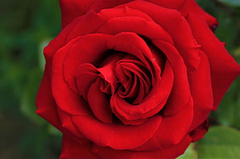 Close-up of a vibrant red rose with green background