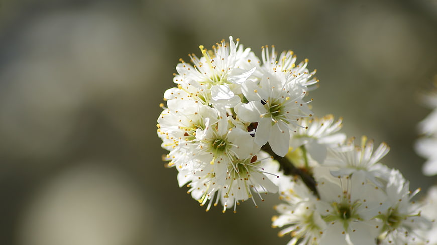 Close-up of white cherry blossoms on a branch