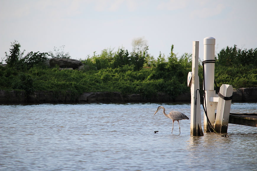 Great Blue Heron Wading Near Wooden Dock in Marsh