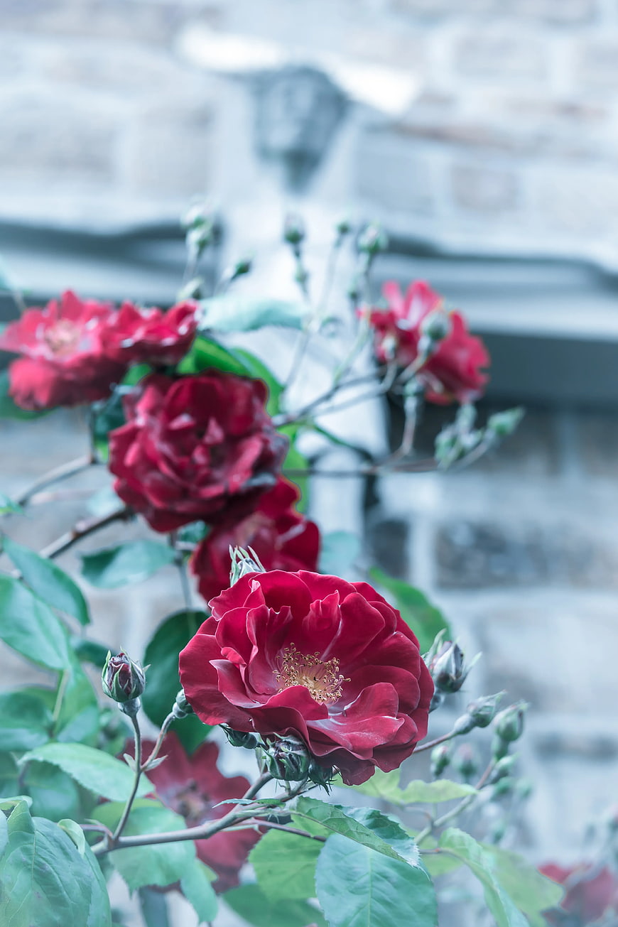 Close-up of vibrant red roses against blurred stone wall