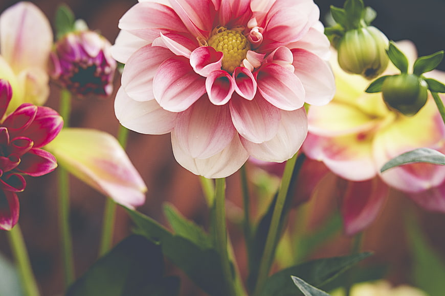 Close-up of Pink Dahlia Flower with Green Buds