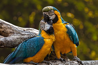 Two Blue and Yellow Macaws Perched on a Log