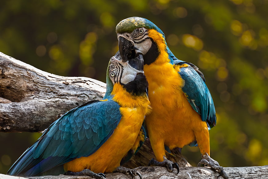 Two Blue and Yellow Macaws Perched on a Log