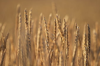 Golden Wheat Field Close-Up in Warm Autumn Light