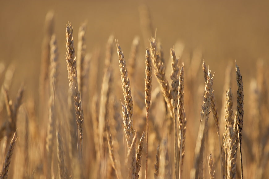 Golden Wheat Field Close-Up in Warm Autumn Light