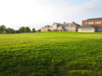 Close-up of vibrant green grass with blurred suburban houses