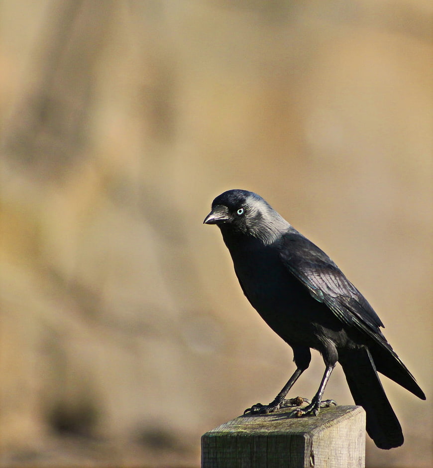 Jackdaw bird perched on wooden post with blurred background