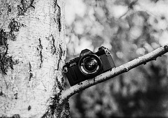 Vintage Canon AV-1 Film Camera on Birch Tree Branch
