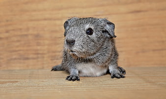 Cute gray guinea pig on wooden background