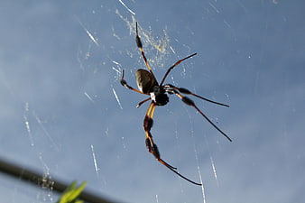 Close-up of a Golden Orb Weaver Spider on Web