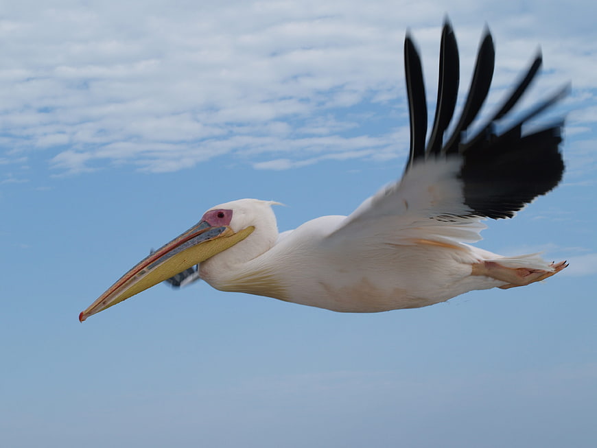 White Pelican Flying in Blue Sky with Clouds
