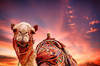 Camel Portrait Against Vibrant Sunset Sky