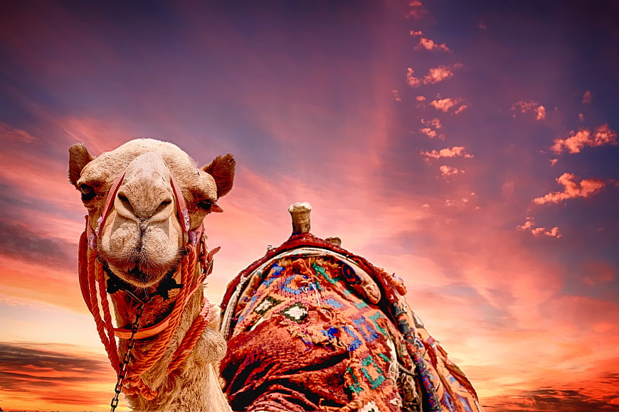 Camel Portrait Against Vibrant Sunset Sky