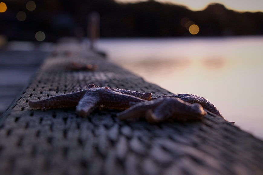 Close-up of Starfish on Wooden Dock at Sunset
