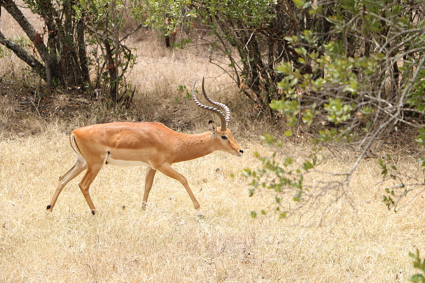 Male Impala Antelope Walking in Dry African Savanna