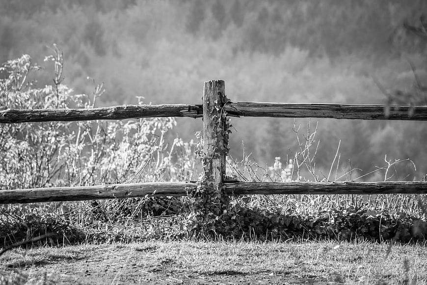 Rustic wooden fence post with ivy in black and white landscape