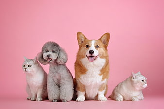 Cute Corgi, Poodle, and Two Cats Sitting on Pink Background
